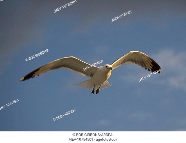 California Gull - in flight (Larus californicus)