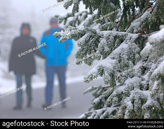 11 November 2023, Saxony-Anhalt, Schierke: Hikers walk along snow-covered trees on the Brockenstraße. On Saturday night, the onset of winter brought snow to the...