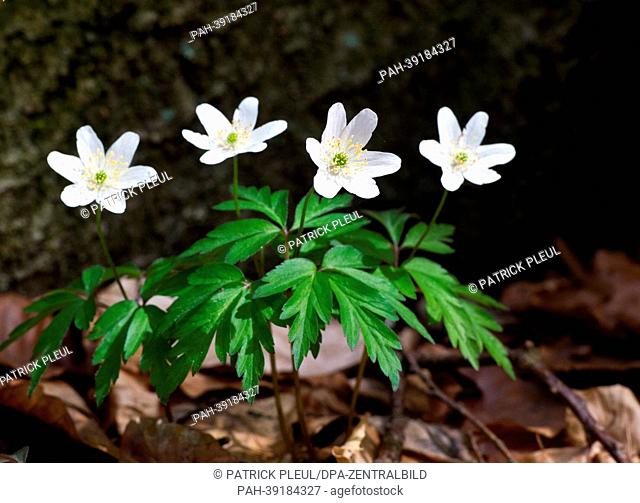 Thimbleweed (lat. Anemone nemorosa) blooms in a beech forest in the World Heritage Site Grumsiner Forst near Altkuenkendorf, Germany, 30 April 2013