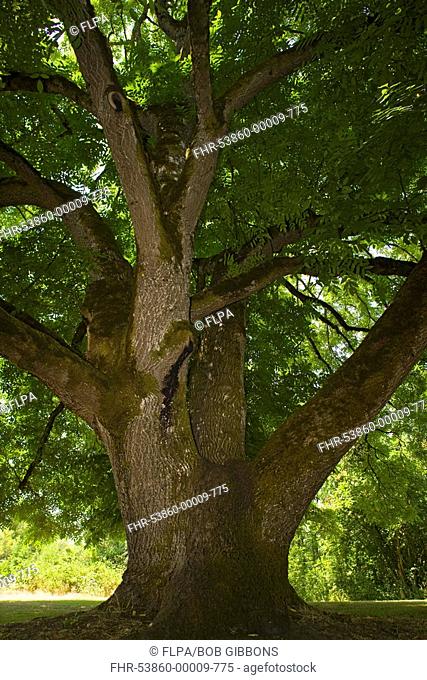 Black Walnut Juglans nigra ancient tree, Willamette Mission State Park, Oregon, U S A