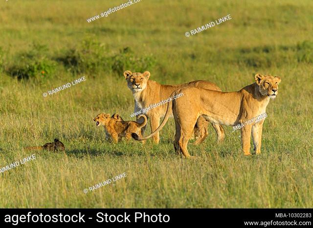 African lion, Panthera Leo, two lioness with cub, Masai Mara National Reserve, Kenya, Africa