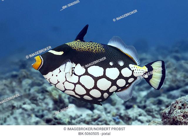 Clown triggerfish (Balistoides conspicillum), Great Barrier Reef, Unesco World Heritage Site, Pacific, Australia, Oceania
