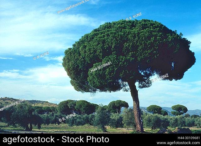 Aleppo Pine, Pinus halepensis, Pinaceae, plant, tree, Spain