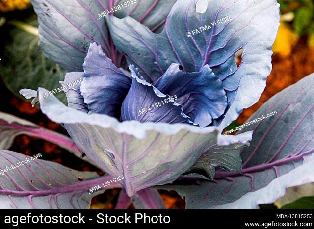 Red cabbage, organic, vegetable patch, garden