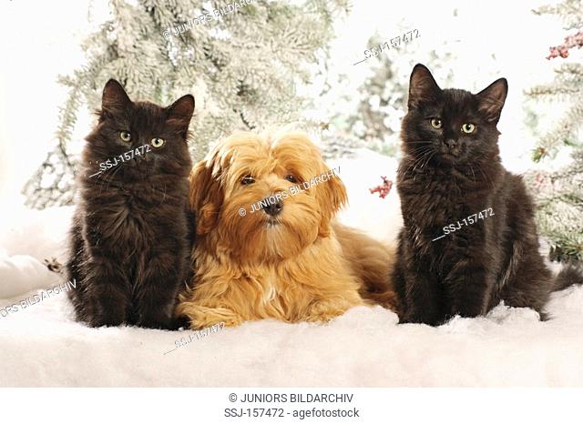 animal friendship: Havanese dog - lying between two Siberian cats