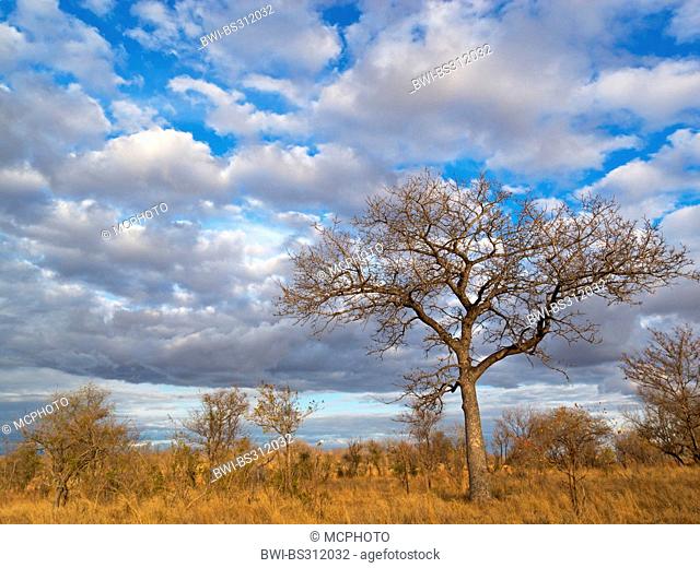 cloudy sky in savanna, South Africa, Krueger National Park, Lower Sabie Camp