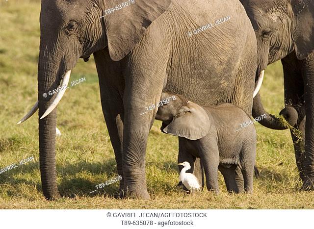 Elephants (Loxodonta africana). Few weeks old baby elephant and mother