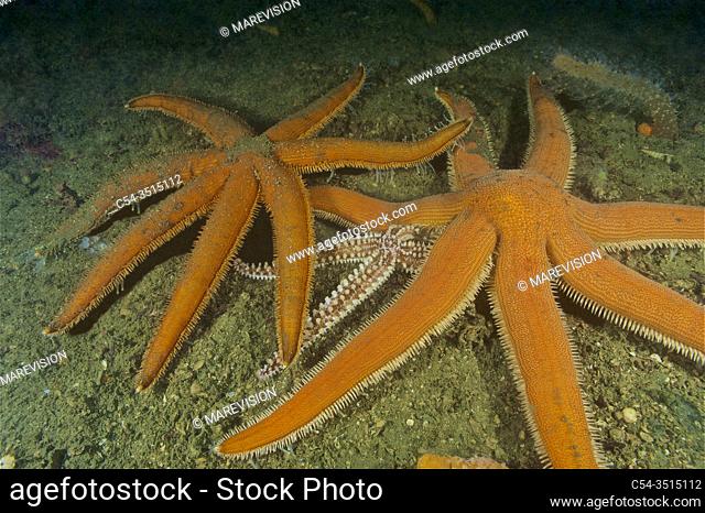 Seven-armed Starfish (Luidia ciliaris) devouring Spinny Starfish (Marthasterias glacialis). Eastern Atlantic. Galicia. Spain. Europe
