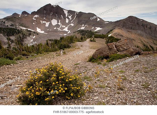 Shrubby Cinquefoil Potentilla fruticosa flowering, growing on high scree in mountain habitat, Grand Teton N P , Wyoming, U S A