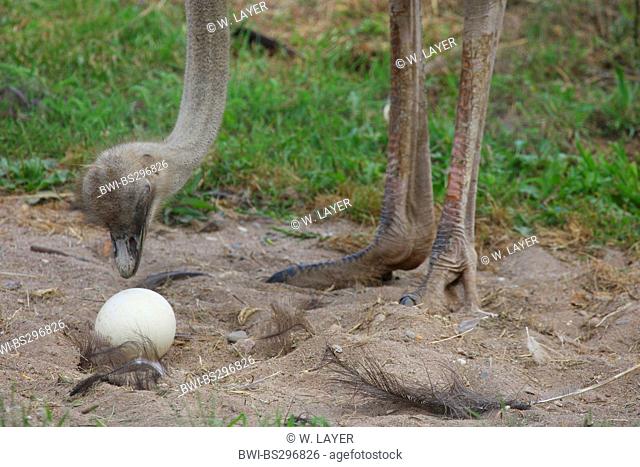 ostrich (Struthio camelus), with egg at its nest