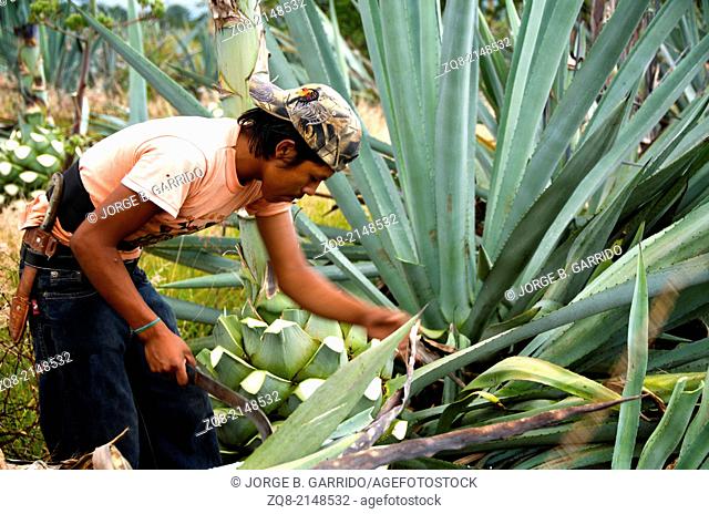 Oaxaca Mexico agave pineapples plants