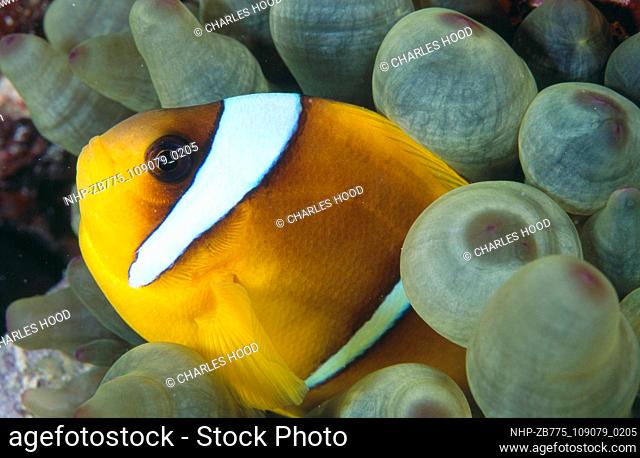 Clownfish  Date: 25/09/2003  Ref: ZB775-109079-0205  COMPULSORY CREDIT: Oceans Image/Photoshot