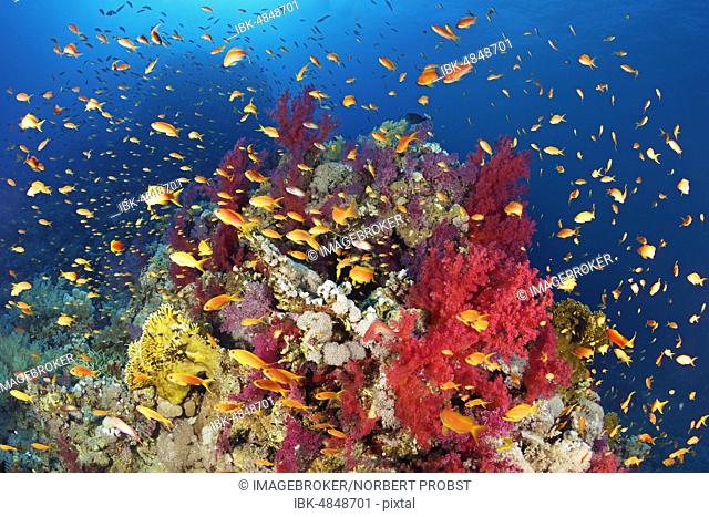 Coral reef, reef block overgrown with Klunzinger's Soft Corals (Dendronephthya klunzingeri) and various stone corals (Hexacorallia), swarm Anthias (Anthiinae)