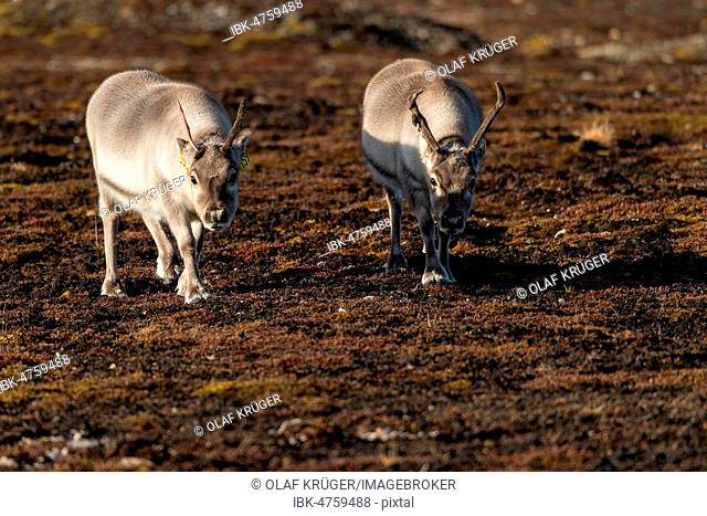 Svalbard reindeers (Rangifer tarandus platyrhynchus), Spitsbergen Archipelago, Svalbard and Jan Mayen, Norway