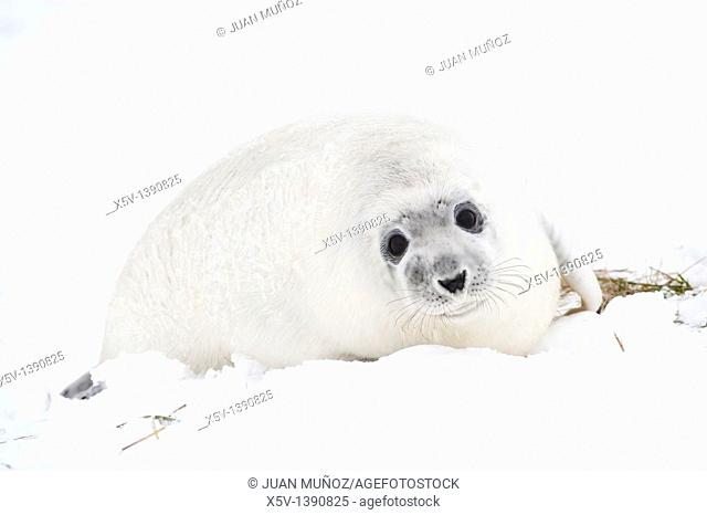 Breeding colony of Grey Seal. Halichoerus grypus. Donna Nook. Lincolnshire. UK. Europe