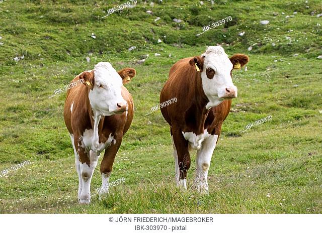 Two cows looking sidewards, meadow near by Grossglockner Hochalpenstrasse, national park Hohe Tauern, Austria