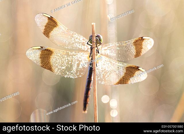 Banded darter, dragonfly (sympetrum Pedemotanum) natural environment