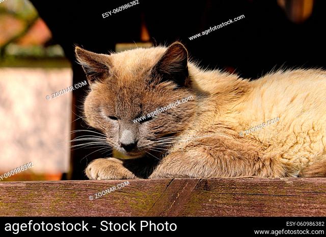 A domestic gray cat lies on a bench basking in the sun