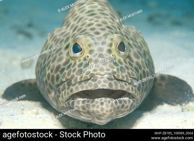 Grouper face , Thailand Date: 03/11/2003 Ref: ZB785-108989-0004  COMPULSORY CREDIT: Oceans Image/Photoshot