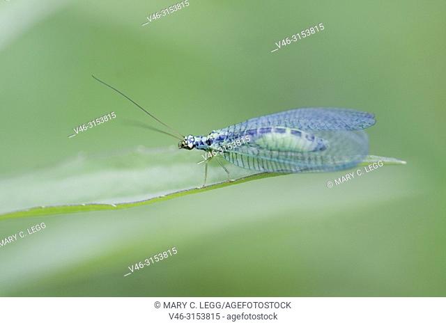 Green Lacewing, Chrysopa perla, lacewing of 10-12 mm. Red eyes and distingsuishing black stripe on abdomen. Commonly found in cool shady areas