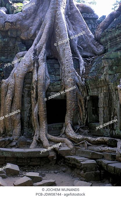 Angkor, a jungle tree covering the Ta Phrom temple