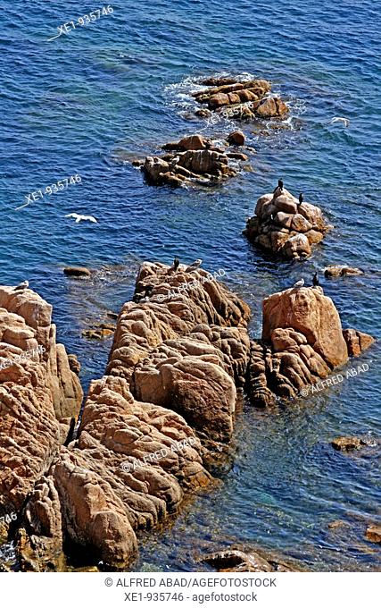 Rock, Costa Brava, Catalonia, Spain