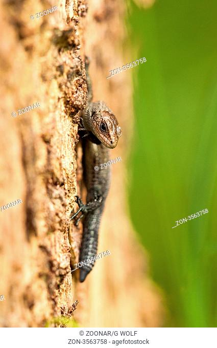 Waldeidechse, viviparous lizard Zootoca vivipara