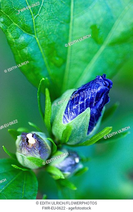 Rose mallow 'Blue Bird', Hibiscus syriacus 'Oiseau Bleu', Purple blue buds opening among green leaves on a shrub