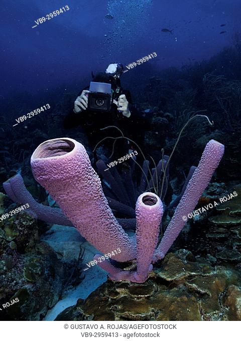 Caribbean Sea, Los Roques Venezuela, woman Scuba-Diver underwater photographer Tour, , Underwater, Venezuela, Sponge