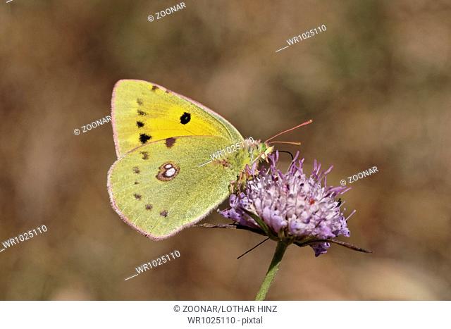 Colias crocea, Dark Clouded Yellow on Scabious