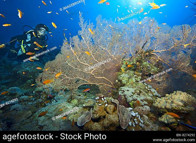 Taucherin blickt auf Korallenriff mit Fächerkoralle (annella mollis), Rotes Meer, Aqaba, Jordanien