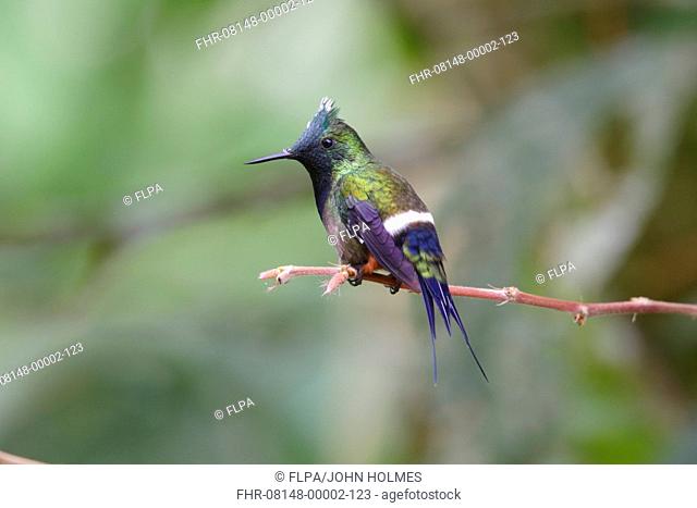 Wire-crested Thorntail (Popelairia popelairii) adult male, perched on stem, Wild Sumaco Lodge, Napo Province, Ecuador, February