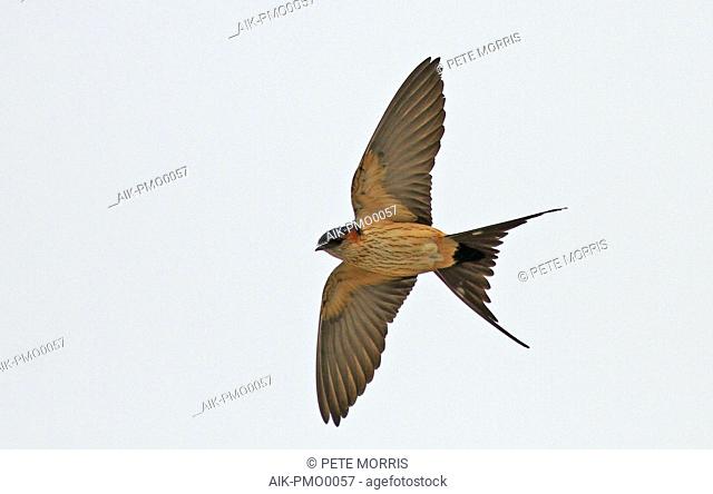 Eastern Red-rumped Swallow (Cecropis daurica japonica) in flight