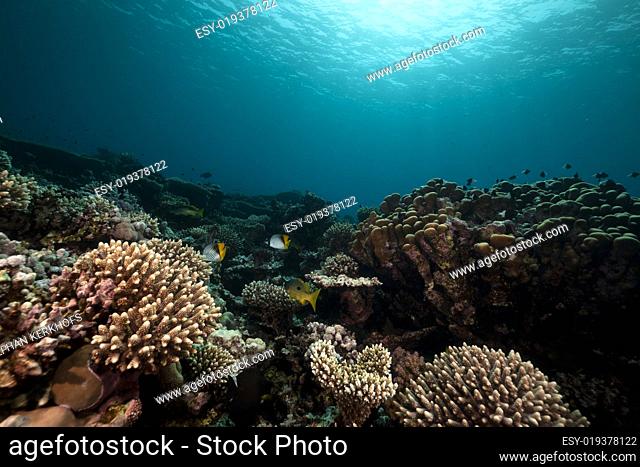Underwater scenery in the Red Sea