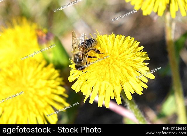 a busy bee on a flowering dandelion, bees, insects. Flower, honeybee. | usage worldwide. - Munich/Bayern/Deutschland