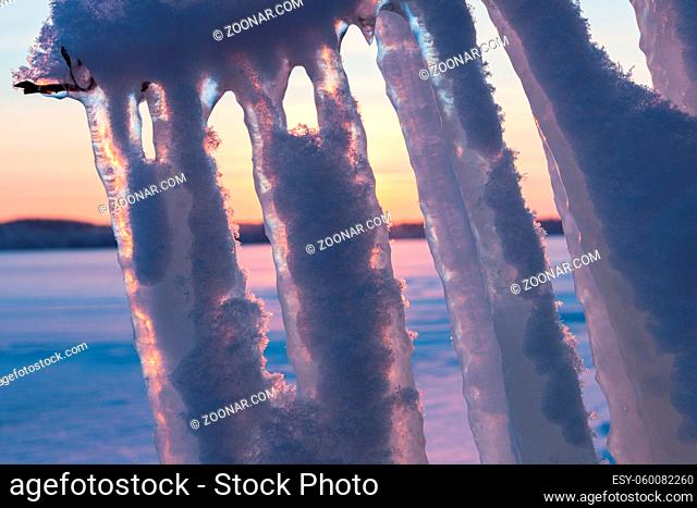 Long icicles hanging from branch sunset behind