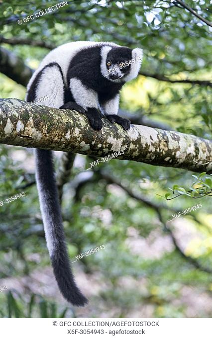 Black-and-white ruffed lemur (Lemur varecia variegata), Lemuridae family, endemic to Madagascar, Ankanin Ny Nofy, Madagascar