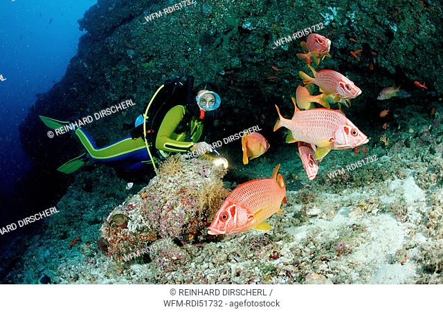 Longjawed squirrelfish and scuba diver, Sargocentron spiniferum, Indian Ocean Ari Atol, Maldives Island