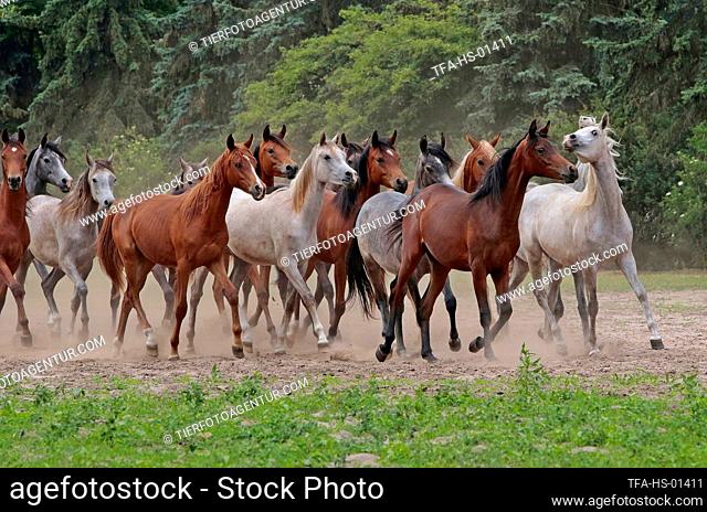 trotting arabian horses