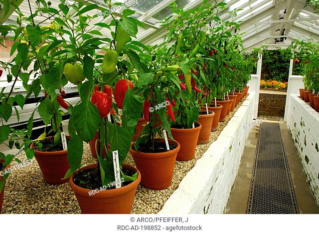 Chilis in greenhouse, West Dean Garden, West Sussex, England
