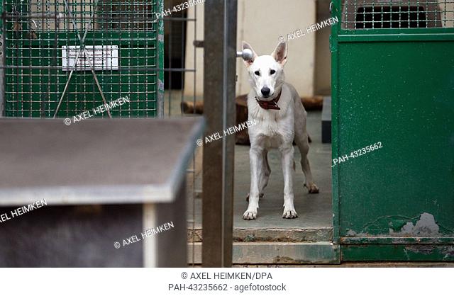 A Staffordshire bull terrier looks through the grid of a wire-mesh fence in its cage at the aninmal shelter in Hamburg, Germany, 6 October 2013