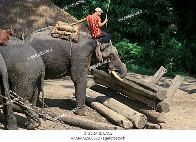 Asian Elephant (Elephas Maximus) Adult Working With Hamout, Thailand