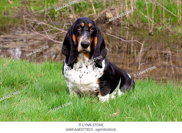 Basset Hound, 9-month old female, in spring grass; St. Charles, IL