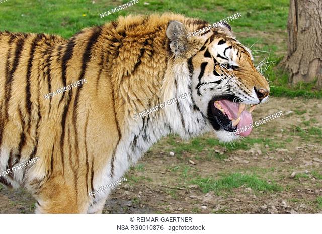 Male Siberian tiger smelling scent of a female
