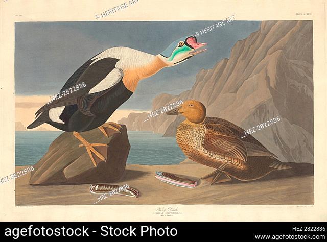 King Duck, 1835. Creator: Robert Havell