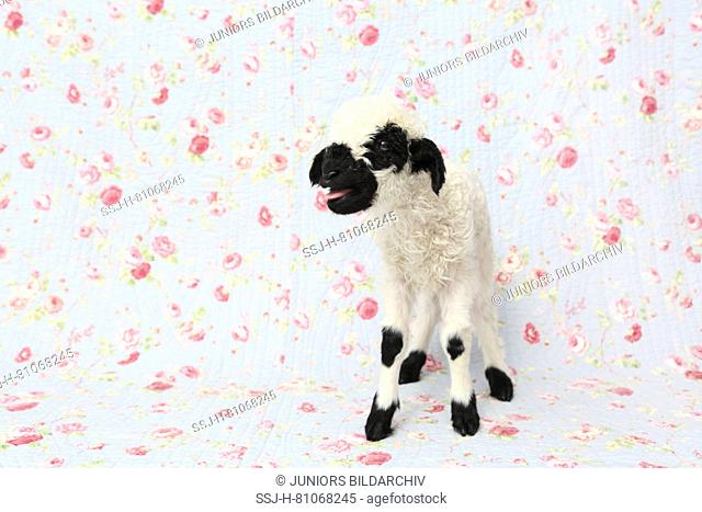 Valais Blacknose Sheep. Lamb (10 days old) standing while bleating. Studio picture against a blue background with rose flower print. Germany