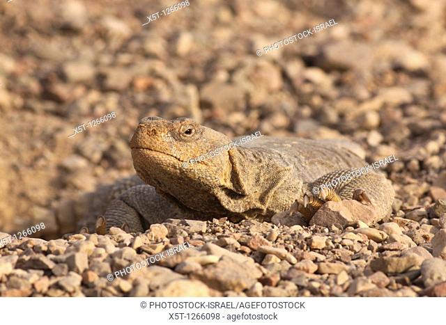 Egyptian Mastigure Uromastyx aegyptia, AKA Leptien's Mastigure, or Egyptian dab lizard  Egyptian Mastigures can be found in Egypt