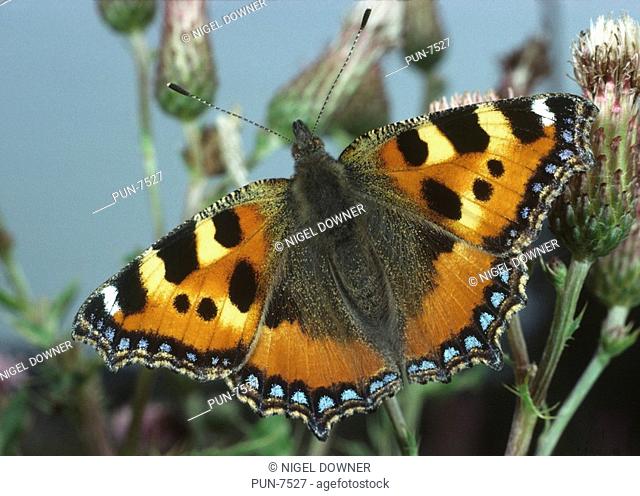 Close-up of a small tortoiseshell butterfly Aglais urticae resting with open wings on thistle in a grassy habitat