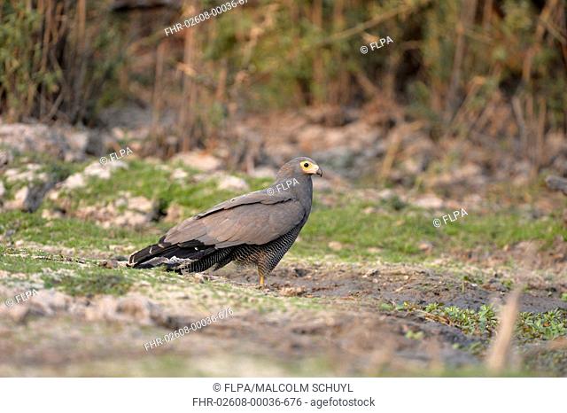 African Harrier-hawk (Polyboroides typus) adult, standing on ground, Kafue N.P., Zambia, September