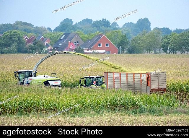 Germany, East Frisia, Krummhörn, corn harvest near Emden